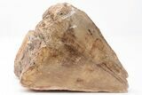 Devonian Petrified Wood From Oklahoma - Oldest True Wood #198036-1